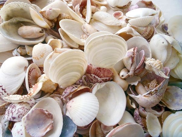 Shells Gathered on Beaches of Sanibel Island-Florida-USA